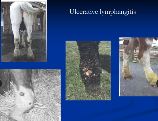 <ul><li><p><span style="color: rgb(136, 136, 136);"><strong>Et: </strong></span>G<u>ram+ facultative anaerobe, intracellular</u>, soil organism, <u>wounds, insects</u></p><ul><li><p><u>Inhabits macrophages&nbsp;</u></p></li></ul></li><li><p><span style="color: rgb(136, 136, 136);"><strong>Sig: </strong></span><u>arid</u> N America, <u>late summer</u>/fall, post drought + rain</p></li><li><p><span style="color: rgb(136, 136, 136);"><strong>Cs:</strong></span> <strong>classic pectoral abscesses (#1</strong>), <u>external/internal abscesses, ulcerative/purulent lymphangitis,</u> cellulitis, severe limb swelling</p><ul><li><p><u>3 forms: External/Internal abscesses Ulcerative lymphangitis</u></p></li></ul></li><li><p><span style="color: rgb(136, 136, 136);"><strong>Dt:</strong></span><strong> </strong>Culture, <u>inflam leukogram, high fibrinogen/globulins, SHI titer, US</u></p></li></ul><ul><li><p><span style="color: rgb(136, 136, 136);"><strong>Tx:</strong></span><strong> </strong><u>allow maturation, lance/drain, antibiotics, Sx</u></p><ul><li><p>Antibiotics before drainage = delays healing</p></li><li><p><u>Internal worse prog than external</u></p></li></ul></li></ul><p></p>