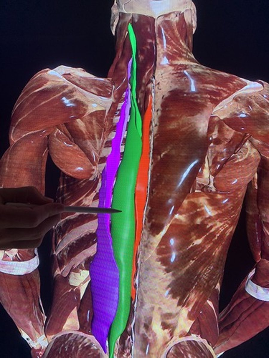 <p>extends and laterally bends the trunk, neck and head</p>