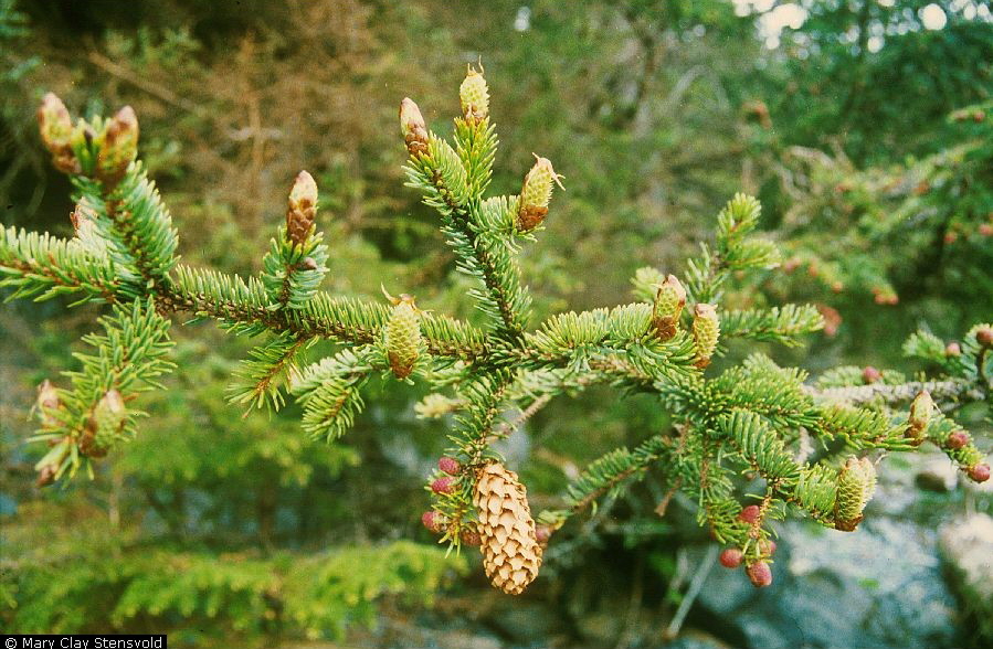 Blade: 4 sided needles that spiral around the twig
Cones: "soft", "squishy" cones that round off of the twig and point down
Bark: largest spruce species, greyish scaled bark that's very thin
Region: northern California to Alaska 