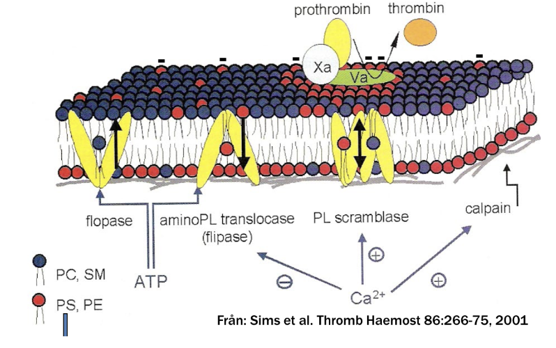 <p>Vid aktivering kommer flippase och floppase inhiberas av intracellulärt Ca<sup>2+</sup> medan <strong>scramblas</strong> aktiveras. Det gör att vissa trombocyter blir pro-koagulativa och uttrycker fosfatidylserin på utsidan. Det är ett bindingsäte för koagulationsfaktorer.</p><p>Ca<sup>2+</sup> kommer även aktivera <strong>calpain</strong> som klyver cytoskelettet vilket medför morfologisk förändring.</p><p>Den negativa ytan binder till koagulationsfaktorernas GLA-domän där det finns en gamma-karboxylerad glutaminsyra. </p>