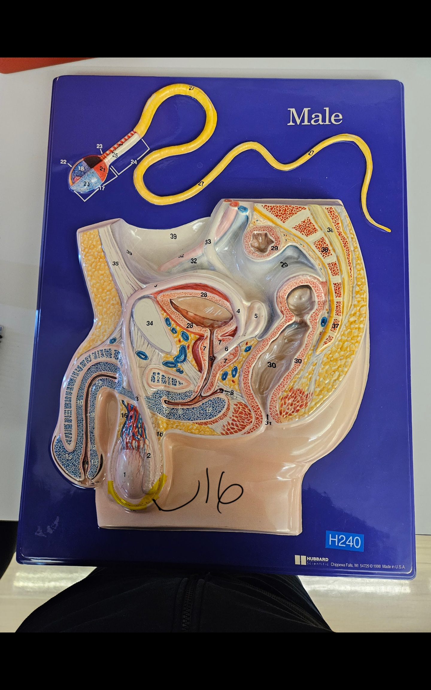 <p>16</p>
