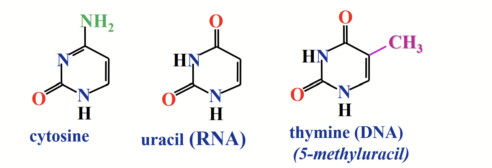 <p>Cytosine (C) and thymine (T) is in DNA and RNA. Uracil (U) is in RNA.</p><p>The NH at position 1 links to the anomeric carbon of ribose/deoxyribose.</p>