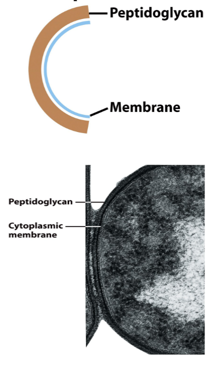 <ul><li><p>Have a cytoplasmic membrane and peptidoglycan (which is thick and heavily crossed making it hard to remove stain) </p></li><li><p>second largest phylum</p></li><li><p>has a purple stain</p></li></ul><p></p>