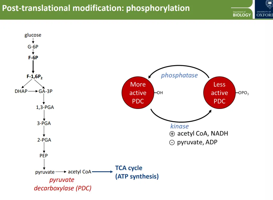 <ul><li><p><strong>pyruvate decarboxylase</strong> (PDC) converts <strong>pyruvate </strong>into <strong>acetyl CoA</strong> for the TCA cycle</p></li><li><p>PDC is controlled by <strong>post-translational modification </strong>(phosphorylation by kinase enzymes and dephosphorylation by phosphatases)</p></li><li><p>PDC is <strong>more </strong>active when <strong>dephosphorylated</strong>, and <strong>less </strong>active when <strong>phosphorylated</strong></p></li><li><p><strong>the kinase enzyme is promoted by acetyl CoA and NADH, and inhibited by pyruvate and ADP</strong>, so:</p><ul><li><p>when PDC <strong>isn’t </strong>active enough (high pyruvate + ADP), <strong>kinase is inhibited</strong>, so the enzyme is <strong>dephosphorylated </strong>and <strong>more active</strong>, to produce acetyl CoA for the TCA cycle</p></li><li><p>when PDC is <strong>too </strong>active (high acetyl CoA and ATP), <strong>kinase is promoted</strong>, so the enzyme is <strong>phosphorylated </strong>and <strong>less active</strong>, so the TCA cycle decreases</p></li></ul></li></ul><p></p>