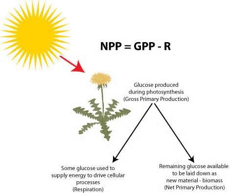 the chemical energy available for plant growth & reproduction.
it's also available to other trophic levels in the ecosystem such as herbivores and decomposers.
