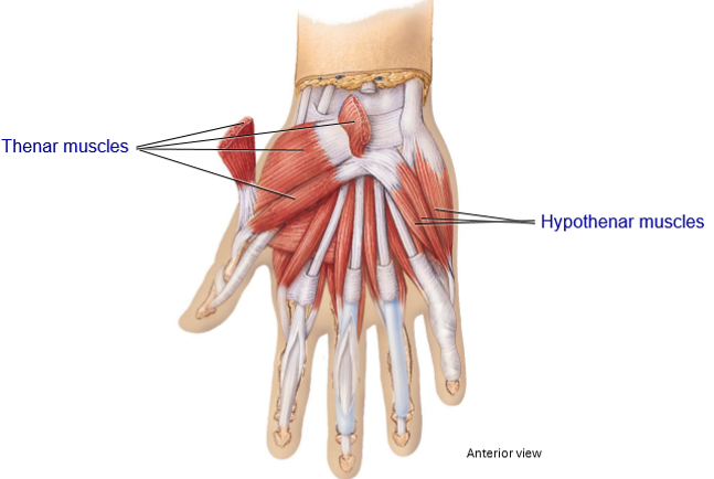 <p></p><ul><li><p><strong>Thenar Muscles</strong></p><ul><li><p>Located on the thumb side (fleshy part of thumb)</p></li><li><p>Movement: Opposition</p></li></ul></li><li><p><strong>Hypothenar Muscles</strong></p><ul><li><p>Located on pinky side</p></li><li><p>Movement: Assist in opposition, adduction, abduction</p></li></ul></li></ul><p></p>