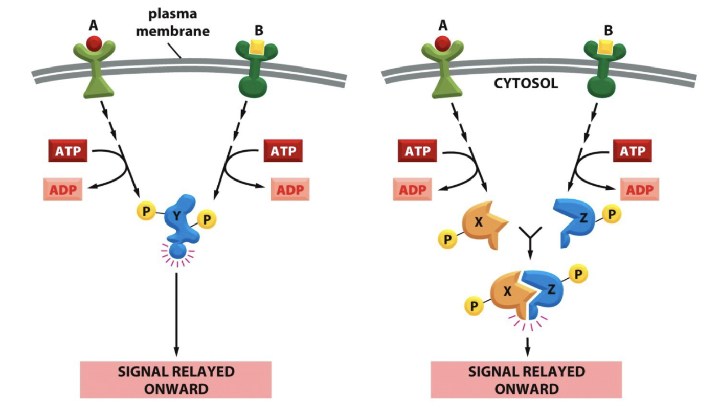 <p>Det är när olika signalvägar samverkar för att bilda ett gemensamt svar:</p><ul><li><p>Två receptorer kan fosforylera två olika säten på ett protein. </p></li><li><p>Två receptorer kan aktivera två olika proteiner som dimeriserar och blir aktivt. </p></li></ul><p>Ett annat exempel som inte gäller receptorer; DAG och IP<sub>3</sub> samverkar för att skapa ett starkt cellsvar av PKC. </p>