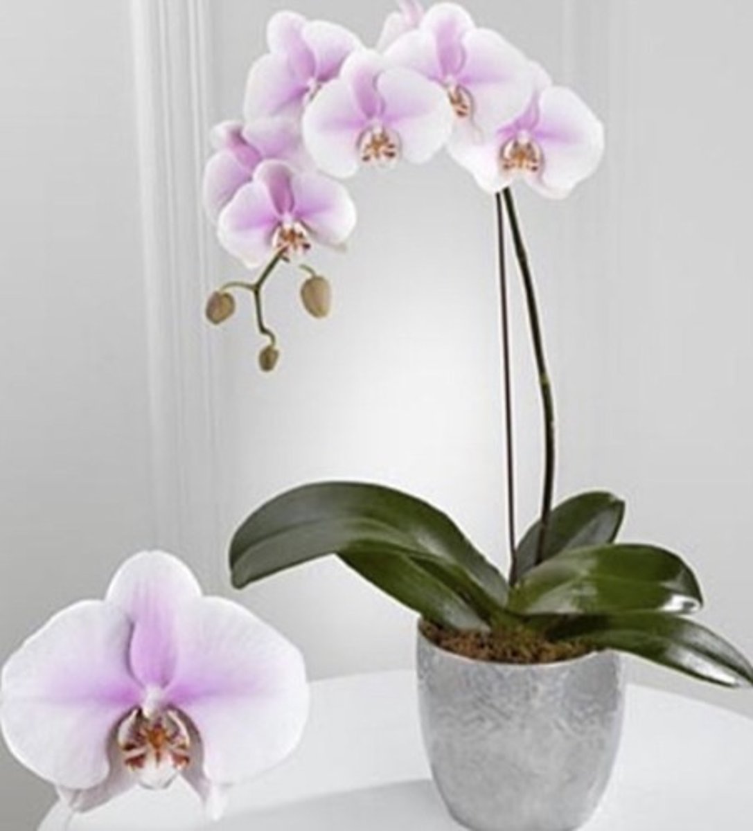 <p>Leaves attach to a main stem and stay low the bottom of the stem</p><p>Very hard leathery leaf</p><p>Flower - has two distinct "wings"</p>