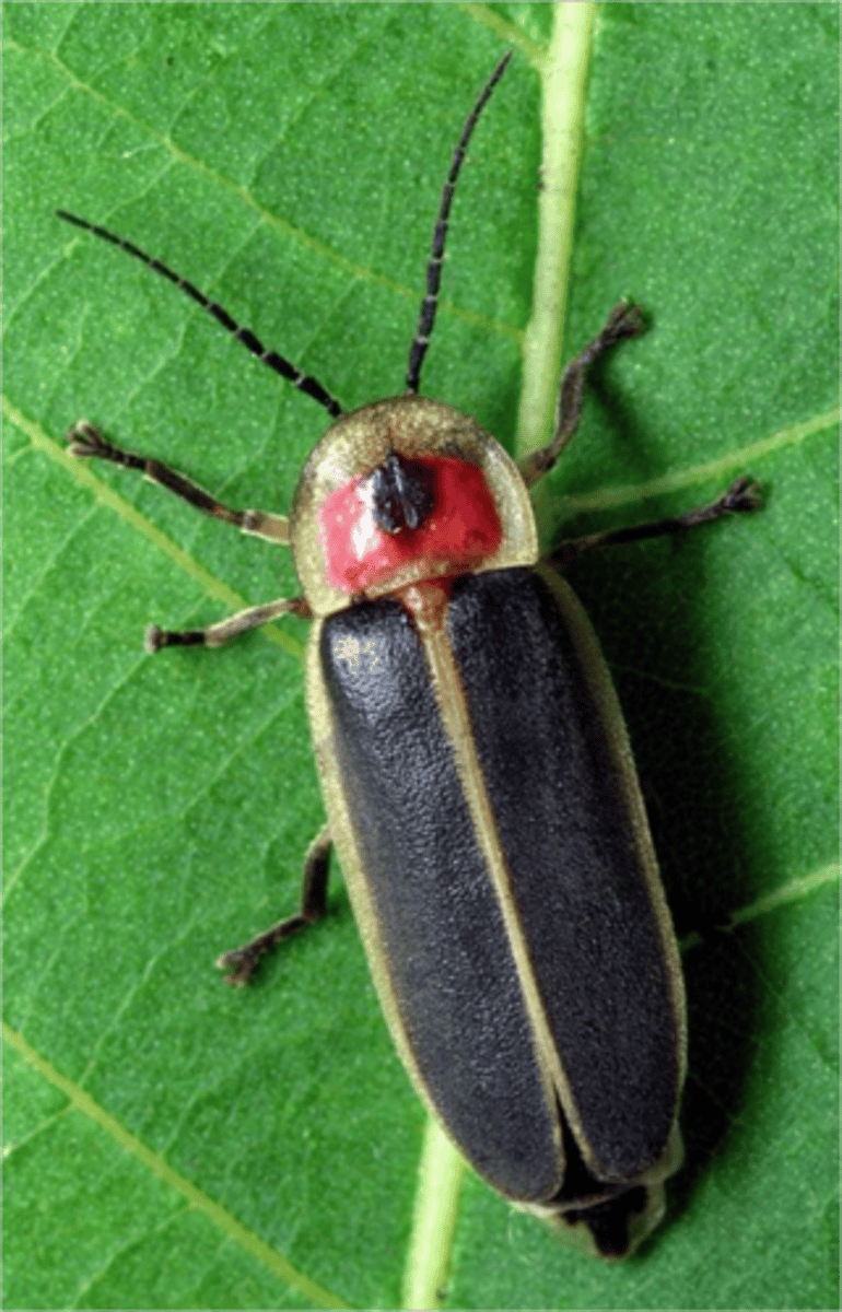 <p>-Elytra are soft and &amp; flexible <br>-Bioluminescent organs<br>-Luciferin<br>(1)Reacts with O2 to emit light<br>(2) Light used to attract mates<br>-Females sometimes wingless<br>-Femme fatale: Photuris</p>