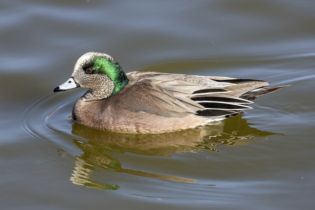<p>American Wigeon</p>