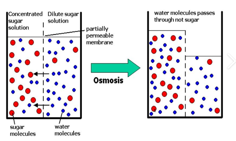 <p><span style="font-family: "Open Sans", sans-serif; line-height: 115%;"><strong><span>Osmosis </span></strong></span></p>