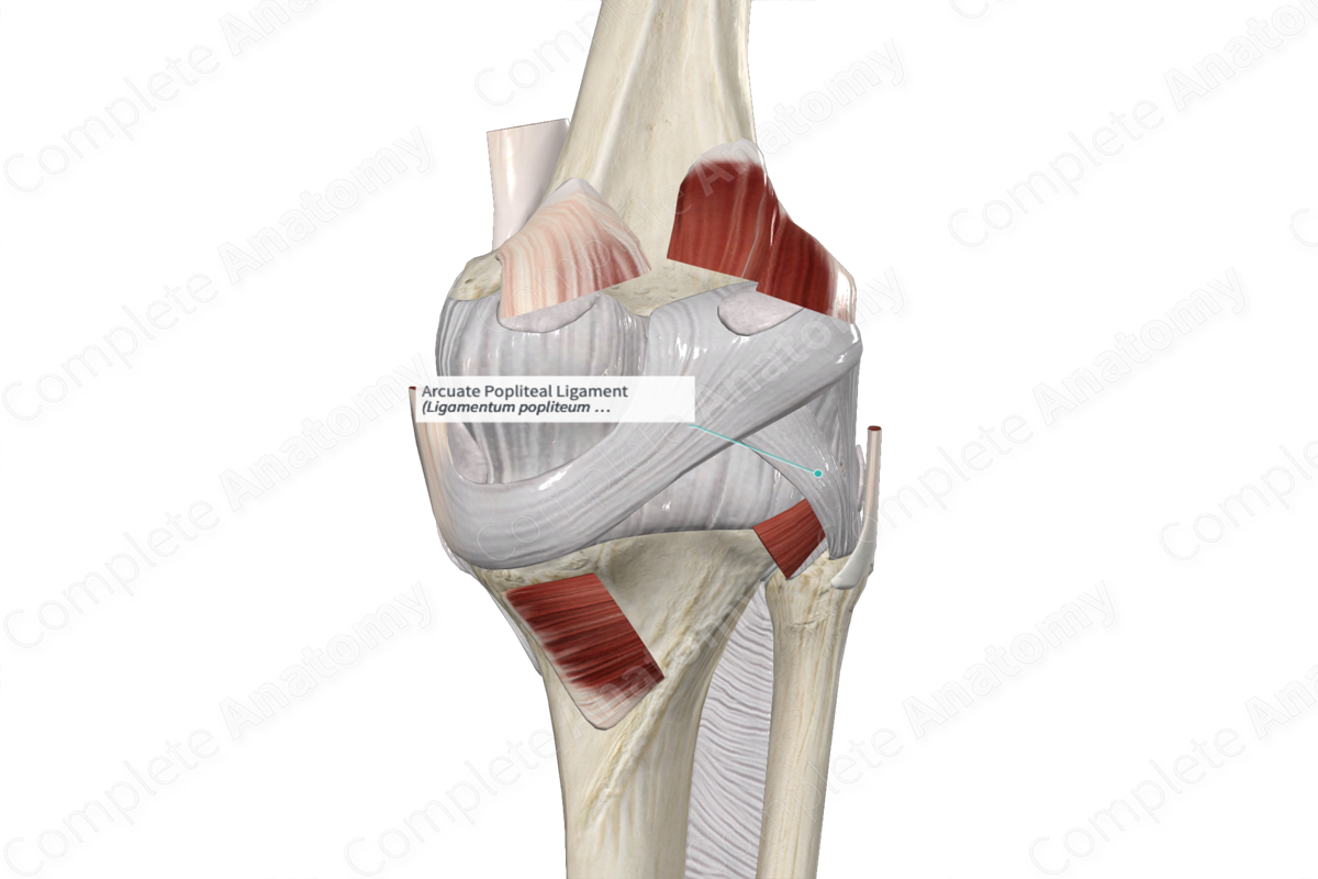 <p>What are the following fuctures of these ligaments. what does it articulate to? what are their shapes</p>