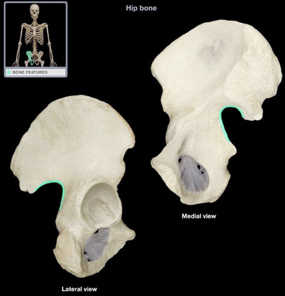 <p>- deep notch located inferior to the posterior inferior iliac spine</p><p>- allows the sciatic nerve to enter the thigh</p>