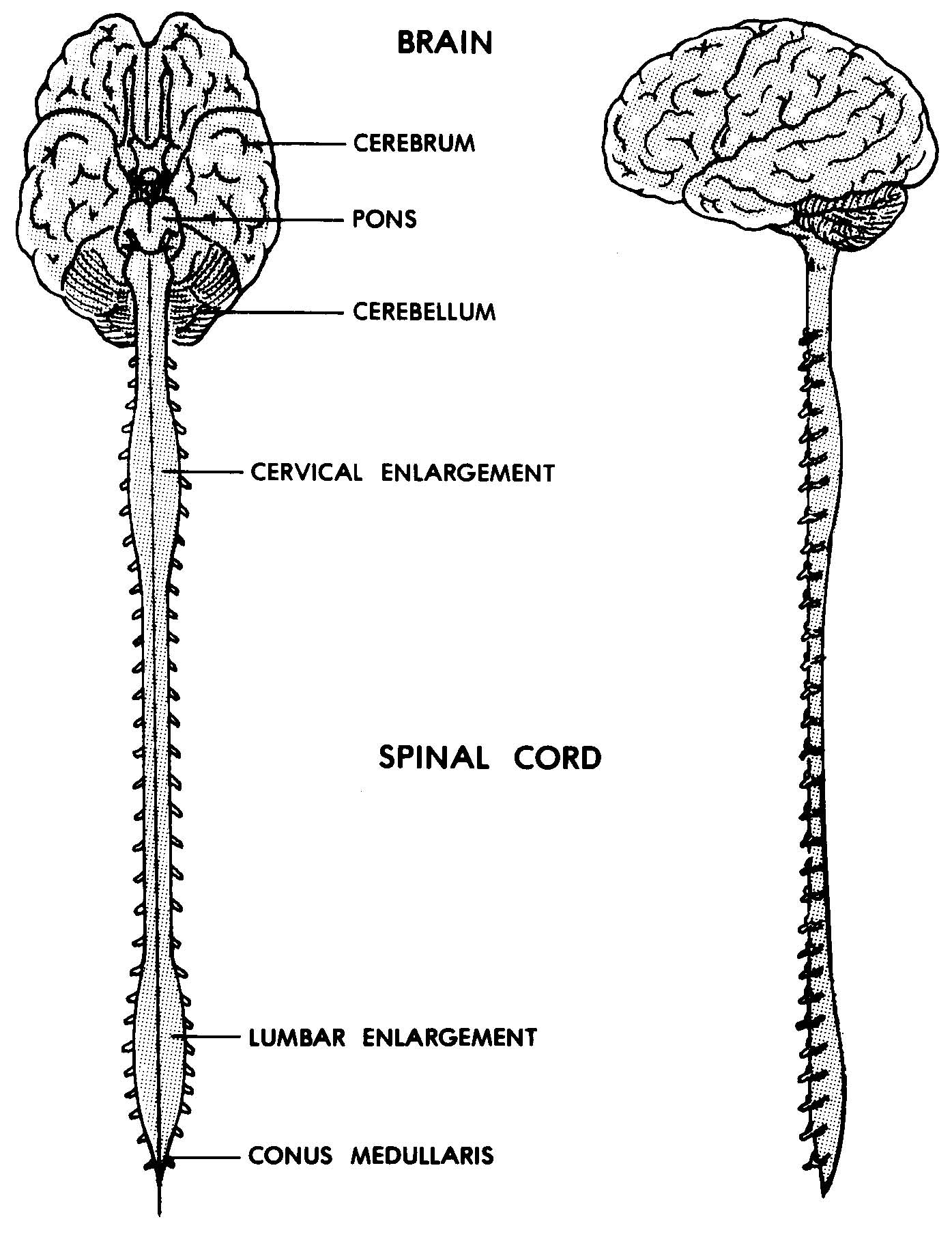 <p>spinal cord</p>