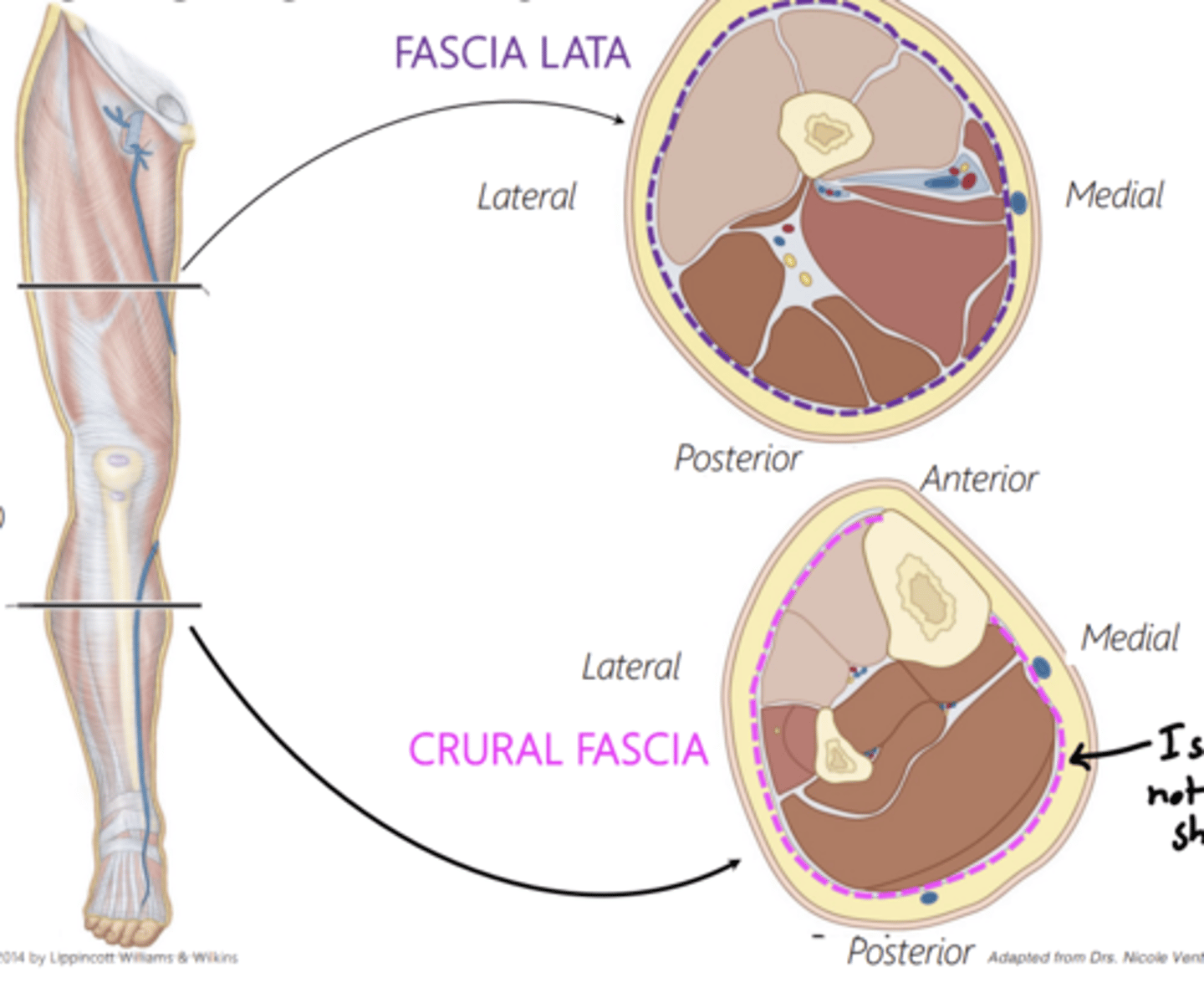 <p>fascia lata</p>