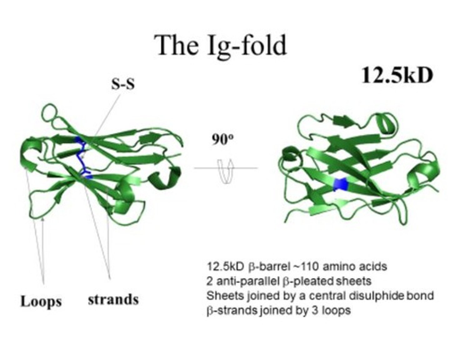 <p>Basic structural unit of antibodies, shaped like β-barrel.</p>