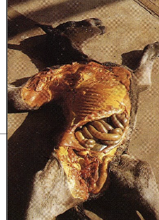 <p>increased unconjugated bilirubin</p>