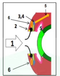 <ul><li><p>sur le bord libre de la paupière à l&apos;implantation du cil</p></li><li><p>d&apos;autres glandes lubrifiantes : tarsales (=glandes de Meibomius = 4) : à l&apos;intérieur du firbocartilage (si infection = chalazion)</p></li></ul>