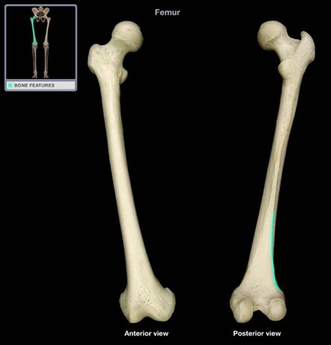 <p>inferior (distal), lateral extension of LINEA ASPERA, marking the distal, medial corner of the shaft</p>