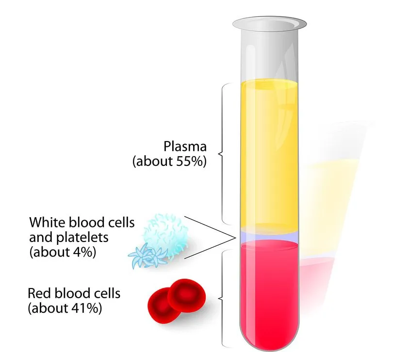 <p>What is a hematocrit?</p>