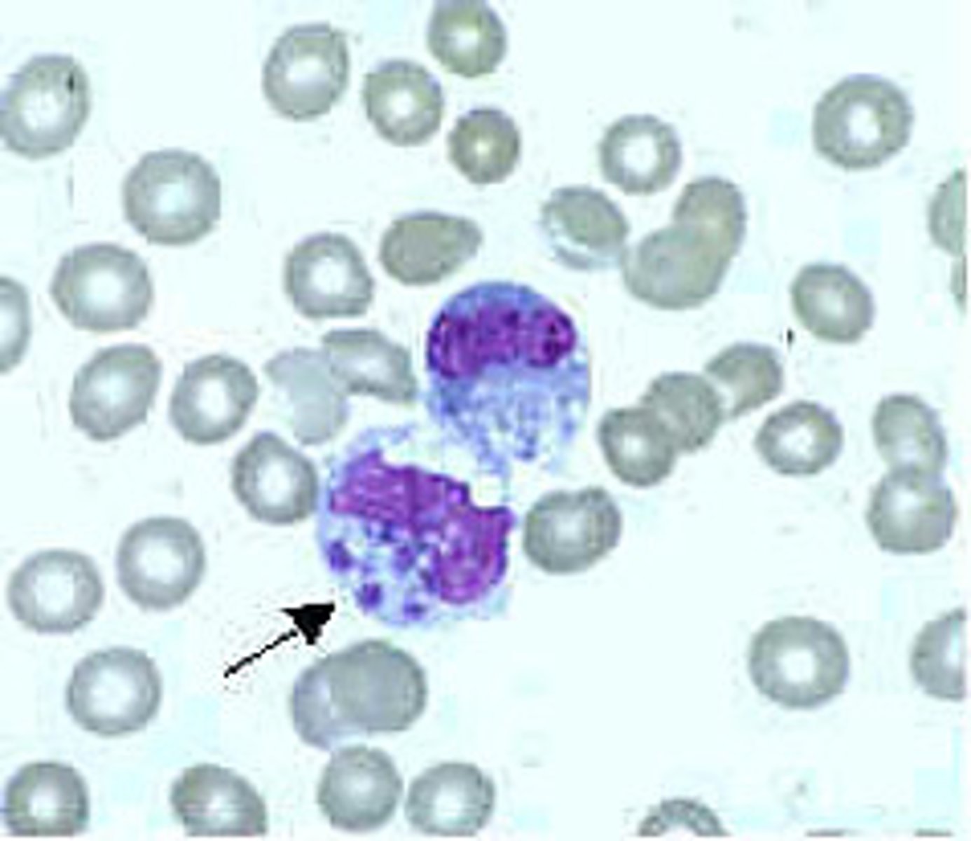 <p>Identify this bacteria found in monocytes</p>
