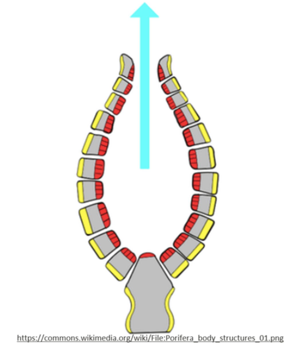 <p>gastrovascular cavities</p>