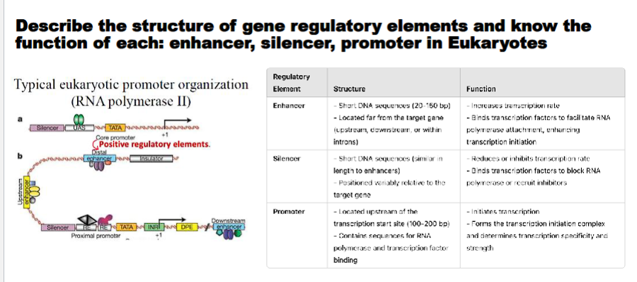 <p>Gene regulatory elements are specific DNA sequences that control the transcription of a gene. They function by serving as binding sites for transcription factors and other proteins that influence RNA polymerase activity.</p><div data-type="horizontalRule"><hr></div><p>1. Promoter</p><p class="ds-markdown-paragraph">The promoter is the foundational regulatory element that initiates transcription.</p><ul><li><p class="ds-markdown-paragraph"><strong>Function:</strong> To provide the <strong>binding site for RNA Polymerase II</strong> and the <strong>general transcription factors (GTFs)</strong>. It defines the transcription start site (TSS) and the direction of transcription. It is essential for achieving a <strong>basal level</strong> of transcription.</p></li><li><p class="ds-markdown-paragraph"><strong>Structure & Location:</strong></p></li><li><p class="ds-markdown-paragraph"><strong>Core Promoter:</strong> A region spanning approximately <strong>-50 to +50 base pairs relative to the Transcription Start Site (TSS)</strong>. Key structural elements include:</p><ul><li><p class="ds-markdown-paragraph"><strong>TATA Box:</strong> A conserved AT-rich sequence (TATAAA) located about <strong>-25 to -30 bp</strong> upstream of the TSS. It is the binding site for the <strong>TATA-binding protein (TBP)</strong>, a subunit of the general transcription factor TFIID, which helps recruit RNA Polymerase II.</p></li><li><p class="ds-markdown-paragraph"><strong>Initiator (Inr):</strong> A sequence that overlaps the TSS itself (often with a consensus of YYANWYY).</p></li><li><p class="ds-markdown-paragraph"><strong>Proximal Promoter:</strong> The region immediately upstream of the core promoter (within a few hundred base pairs). It contains binding sites for <strong>sequence-specific transcription factors</strong> that can enhance or repress the basal transcription level established by the core promoter.</p></li></ul></li></ul><p class="ds-markdown-paragraph"><strong>Analogy:</strong> The promoter is like the <strong>keyhole and ignition switch</strong> of a car. It allows you to start the engine and get the car (RNA Polymerase) running at an idle (basal level).</p><div data-type="horizontalRule"><hr></div><p>2. Enhancer</p><p class="ds-markdown-paragraph">Enhancers are elements that dramatically increase the rate of transcription of a gene.</p><ul><li><p class="ds-markdown-paragraph"><strong>Function:</strong> To <strong>enhance or boost transcription levels</strong>. They are binding platforms for <strong>activator proteins</strong> and co-activators. When bound, they help recruit RNA Polymerase II and the general transcription machinery to the promoter, leading to a significant increase in transcription.</p></li><li><p class="ds-markdown-paragraph"><strong>Structure & Location:</strong></p><ul><li><p class="ds-markdown-paragraph"><strong>Sequence:</strong> They are typically <strong>short (50-1500 bp)</strong>, modular sequences that contain multiple binding sites (motifs) for different transcription factors.</p></li><li><p class="ds-markdown-paragraph"><strong>Location:</strong> They are highly versatile in their location. They can be found:</p><ul><li><p class="ds-markdown-paragraph"><strong>Upstream</strong> of the promoter.</p></li><li><p class="ds-markdown-paragraph"><strong>Downstream</strong> of the gene, within an intron.</p></li><li><p class="ds-markdown-paragraph"><strong>Hundreds of kilobases away</strong> from the promoter.</p></li></ul></li></ul></li><li><p class="ds-markdown-paragraph"><strong>Mechanism (The "Looping Model"):</strong> Despite their distance, enhancers are brought into physical proximity with the promoter through the <strong>looping of the DNA fiber</strong>. This looping is mediated by proteins called <strong>cohesins</strong> and is facilitated by the binding of <strong>activator proteins</strong> to the enhancer, which then interact with the mediator complex and proteins at the promoter.</p></li></ul><p class="ds-markdown-paragraph"><strong>Analogy:</strong> An enhancer is like a <strong>turbocharger</strong>. It's not part of the engine itself and can be located elsewhere in the car, but when activated, it connects to the engine to massively boost its power. The DNA loop is like the pipe connecting the turbo to the engine.</p><div data-type="horizontalRule"><hr></div><p>3. Silencer</p><p class="ds-markdown-paragraph">Silencers are functional opposites of enhancers.</p><ul><li><p class="ds-markdown-paragraph"><strong>Function:</strong> To <strong>repress or reduce transcription levels</strong>. They are binding platforms for <strong>repressor proteins</strong>. When bound, they can inhibit transcription by preventing the assembly of the transcription machinery, recruiting chromatin-remodeling complexes that make DNA inaccessible, or directly interfering with activator proteins.</p></li><li><p class="ds-markdown-paragraph"><strong>Structure & Location:</strong></p><ul><li><p class="ds-markdown-paragraph"><strong>Sequence:</strong> Structurally, they are very similar to enhancers—they are also short, modular sequences with binding sites for specific proteins (in this case, repressors).</p></li><li><p class="ds-markdown-paragraph"><strong>Location:</strong> Like enhancers, they can be located <strong>anywhere</strong> relative to the gene they control (upstream, downstream, or within introns).</p></li></ul></li><li><p class="ds-markdown-paragraph"><strong>Mechanism:</strong> Repressor binding can work in several ways:</p><ol><li><p class="ds-markdown-paragraph"><strong>Competitive Binding:</strong> The repressor binds to the same DNA site as an activator, blocking it.</p></li><li><p class="ds-markdown-paragraph"><strong>Direct Interaction:</strong> The repressor binds to an activator protein and prevents its function.</p></li><li><p class="ds-markdown-paragraph"><strong>Recruitment of Chromatin Modifiers:</strong> The repressor recruits histone deacetylases (HDACs) or other enzymes that condense chromatin, making the gene inaccessible.</p></li></ol></li></ul><p class="ds-markdown-paragraph"><strong>Analogy:</strong> A silencer is like a <strong>parking boot</strong>. It can be clamped onto a wheel (any suitable location on the DNA) to completely prevent the car (transcription machinery) from moving, regardless of whether the ignition is on.</p><div data-type="horizontalRule"><hr></div><p>Summary Table</p><table style="min-width: 100px;"><colgroup><col style="min-width: 25px;"><col style="min-width: 25px;"><col style="min-width: 25px;"><col style="min-width: 25px;"></colgroup><tbody><tr><th colspan="1" rowspan="1" style="border-bottom: 1.06667px solid rgba(0, 0, 0, 0.12); font: 500 15px / 25px quote-cjk-patch, Inter, system-ui, -apple-system, BlinkMacSystemFont, "Segoe UI", Roboto, Oxygen, Ubuntu, Cantarell, "Open Sans", "Helvetica Neue", sans-serif; border-top: none; padding: 10px 16px 10px 0px; text-align: left;"><p><strong>Element</strong></p></th><th colspan="1" rowspan="1" style="border-bottom: 1.06667px solid rgba(0, 0, 0, 0.12); font: 500 15px / 25px quote-cjk-patch, Inter, system-ui, -apple-system, BlinkMacSystemFont, "Segoe UI", Roboto, Oxygen, Ubuntu, Cantarell, "Open Sans", "Helvetica Neue", sans-serif; border-top: none; padding: 10px 16px; text-align: left;"><p><strong>Primary Function</strong></p></th><th colspan="1" rowspan="1" style="border-bottom: 1.06667px solid rgba(0, 0, 0, 0.12); font: 500 15px / 25px quote-cjk-patch, Inter, system-ui, -apple-system, BlinkMacSystemFont, "Segoe UI", Roboto, Oxygen, Ubuntu, Cantarell, "Open Sans", "Helvetica Neue", sans-serif; border-top: none; padding: 10px 16px; text-align: left;"><p><strong>Key Structural Features</strong></p></th><th colspan="1" rowspan="1" style="border-bottom: 1.06667px solid rgba(0, 0, 0, 0.12); font: 500 15px / 25px quote-cjk-patch, Inter, system-ui, -apple-system, BlinkMacSystemFont, "Segoe UI", Roboto, Oxygen, Ubuntu, Cantarell, "Open Sans", "Helvetica Neue", sans-serif; border-top: none; padding: 10px 16px; text-align: left;"><p><strong>Typical Location</strong></p></th></tr><tr><td colspan="1" rowspan="1" style="border-bottom: 1.06667px solid rgba(0, 0, 0, 0.1); font: 400 15px / 25px quote-cjk-patch, Inter, system-ui, -apple-system, BlinkMacSystemFont, "Segoe UI", Roboto, Oxygen, Ubuntu, Cantarell, "Open Sans", "Helvetica Neue", sans-serif; min-width: 100px; max-width: max(30vw, 320px); padding: 10px 16px 10px 0px;"><p><strong>Promoter</strong></p></td><td colspan="1" rowspan="1" style="border-bottom: 1.06667px solid rgba(0, 0, 0, 0.1); font: 400 15px / 25px quote-cjk-patch, Inter, system-ui, -apple-system, BlinkMacSystemFont, "Segoe UI", Roboto, Oxygen, Ubuntu, Cantarell, "Open Sans", "Helvetica Neue", sans-serif; min-width: 100px; max-width: max(30vw, 320px); padding: 10px 16px;"><p><strong>Initiate basal transcription.</strong> Recruit RNA Polymerase II.</p></td><td colspan="1" rowspan="1" style="border-bottom: 1.06667px solid rgba(0, 0, 0, 0.1); font: 400 15px / 25px quote-cjk-patch, Inter, system-ui, -apple-system, BlinkMacSystemFont, "Segoe UI", Roboto, Oxygen, Ubuntu, Cantarell, "Open Sans", "Helvetica Neue", sans-serif; min-width: 100px; max-width: max(30vw, 320px); padding: 10px 16px;"><p><strong>TATA Box, Initiator (Inr).</strong> Binding sites for general transcription factors.</p></td><td colspan="1" rowspan="1" style="border-bottom: 1.06667px solid rgba(0, 0, 0, 0.1); font: 400 15px / 25px quote-cjk-patch, Inter, system-ui, -apple-system, BlinkMacSystemFont, "Segoe UI", Roboto, Oxygen, Ubuntu, Cantarell, "Open Sans", "Helvetica Neue", sans-serif; min-width: 100px; max-width: max(30vw, 320px); padding: 10px 0px 10px 16px;"><p><strong>Immediately upstream</strong> of the transcription start site (TSS).</p></td></tr><tr><td colspan="1" rowspan="1" style="border-bottom: 1.06667px solid rgba(0, 0, 0, 0.1); font: 400 15px / 25px quote-cjk-patch, Inter, system-ui, -apple-system, BlinkMacSystemFont, "Segoe UI", Roboto, Oxygen, Ubuntu, Cantarell, "Open Sans", "Helvetica Neue", sans-serif; min-width: 100px; max-width: max(30vw, 320px); padding: 10px 16px 10px 0px;"><p><strong>Enhancer</strong></p></td><td colspan="1" rowspan="1" style="border-bottom: 1.06667px solid rgba(0, 0, 0, 0.1); font: 400 15px / 25px quote-cjk-patch, Inter, system-ui, -apple-system, BlinkMacSystemFont, "Segoe UI", Roboto, Oxygen, Ubuntu, Cantarell, "Open Sans", "Helvetica Neue", sans-serif; min-width: 100px; max-width: max(30vw, 320px); padding: 10px 16px;"><p><strong>Boost transcription levels.</strong></p></td><td colspan="1" rowspan="1" style="border-bottom: 1.06667px solid rgba(0, 0, 0, 0.1); font: 400 15px / 25px quote-cjk-patch, Inter, system-ui, -apple-system, BlinkMacSystemFont, "Segoe UI", Roboto, Oxygen, Ubuntu, Cantarell, "Open Sans", "Helvetica Neue", sans-serif; min-width: 100px; max-width: max(30vw, 320px); padding: 10px 16px;"><p>Modular clusters of binding sites for <strong>activator</strong> proteins.</p></td><td colspan="1" rowspan="1" style="border-bottom: 1.06667px solid rgba(0, 0, 0, 0.1); font: 400 15px / 25px quote-cjk-patch, Inter, system-ui, -apple-system, BlinkMacSystemFont, "Segoe UI", Roboto, Oxygen, Ubuntu, Cantarell, "Open Sans", "Helvetica Neue", sans-serif; min-width: 100px; max-width: max(30vw, 320px); padding: 10px 0px 10px 16px;"><p><strong>Variable;</strong> can be upstream, downstream, within introns, or far away.</p></td></tr><tr><td colspan="1" rowspan="1" style="border-bottom: 1.06667px solid rgba(0, 0, 0, 0.1); font: 400 15px / 25px quote-cjk-patch, Inter, system-ui, -apple-system, BlinkMacSystemFont, "Segoe UI", Roboto, Oxygen, Ubuntu, Cantarell, "Open Sans", "Helvetica Neue", sans-serif; min-width: 100px; max-width: max(30vw, 320px); padding: 10px 16px 10px 0px;"><p><strong>Silencer</strong></p></td><td colspan="1" rowspan="1" style="border-bottom: 1.06667px solid rgba(0, 0, 0, 0.1); font: 400 15px / 25px quote-cjk-patch, Inter, system-ui, -apple-system, BlinkMacSystemFont, "Segoe UI", Roboto, Oxygen, Ubuntu, Cantarell, "Open Sans", "Helvetica Neue", sans-serif; min-width: 100px; max-width: max(30vw, 320px); padding: 10px 16px;"><p><strong>Repress transcription levels.</strong></p></td><td colspan="1" rowspan="1" style="border-bottom: 1.06667px solid rgba(0, 0, 0, 0.1); font: 400 15px / 25px quote-cjk-patch, Inter, system-ui, -apple-system, BlinkMacSystemFont, "Segoe UI", Roboto, Oxygen, Ubuntu, Cantarell, "Open Sans", "Helvetica Neue", sans-serif; min-width: 100px; max-width: max(30vw, 320px); padding: 10px 16px;"><p>Modular clusters of binding sites for <strong>repressor</strong> proteins.</p></td><td colspan="1" rowspan="1" style="border-bottom: 1.06667px solid rgba(0, 0, 0, 0.1); font: 400 15px / 25px quote-cjk-patch, Inter, system-ui, -apple-system, BlinkMacSystemFont, "Segoe UI", Roboto, Oxygen, Ubuntu, Cantarell, "Open Sans", "Helvetica Neue", sans-serif; min-width: 100px; max-width: max(30vw, 320px); padding: 10px 0px 10px 16px;"><p><strong>Variable;</strong> can be upstream, downstream, within introns, or far away.</p></td></tr></tbody></table><p class="ds-markdown-paragraph">In summary, the <strong>promoter</strong> is the essential "on-switch" located at the gene's start, while <strong>enhancers</strong> and <strong>silencers</strong> are powerful, distant "dimmer switches" that fine-tune the level of gene expression up or down, respectively, through DNA looping and specific protein interactions.</p>