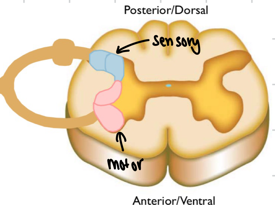 <ul><li><p>most cell bodies</p></li><li><p>cell bodies organised into sensory and motor nuclei</p></li><li><p>sensory nuclei contain cell bodies of interneurons that receive and issue input entering spinal cord</p></li><li><p>motor nuclei contain cell bodies or motor neurons that receive and issue motor input from brain</p></li></ul><p></p>