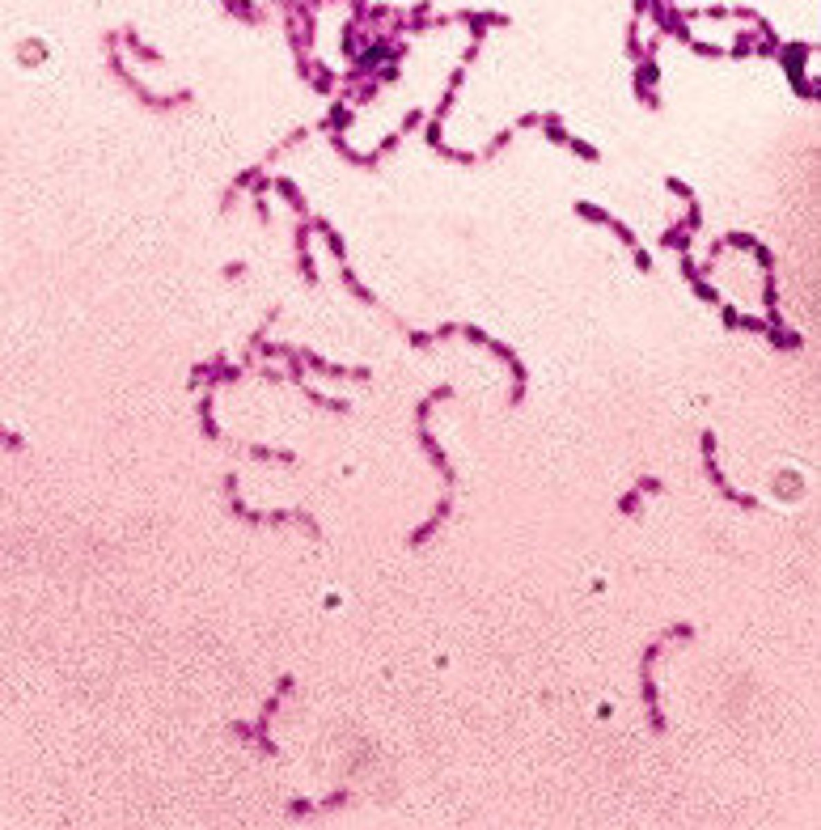 <p>- +ve cocci</p><p>- facultative anaerobe</p><p>- dental caries</p><p>- prod lactic acid from sugar metabolism, leading to enamel demineralisation</p>