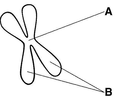 The structures labeled B in figure 10-5 are called the