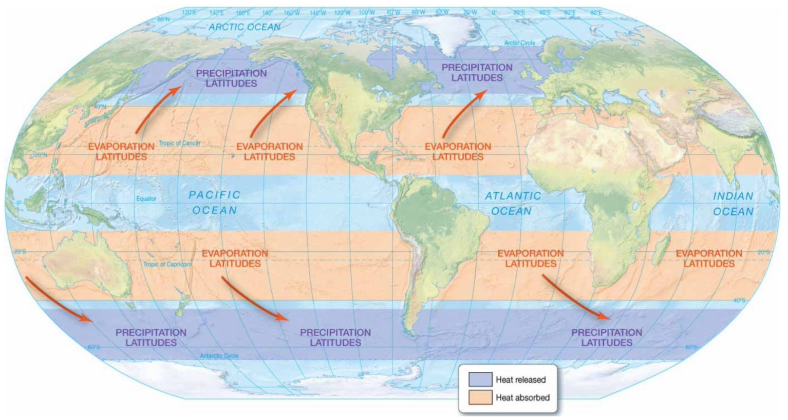 <ul><li><p>Evaporation and precipitation can transfer heat vertically.</p><ul><li><p><strong>Evaporation:</strong> absorbs energy from the environment.</p></li><li><p><strong>Precipitation: </strong>releases energy.</p></li></ul></li><li><p>Globally, it helps redistribute the energy that is absorbed from the sun by moving energy from low latitudes to high latitudes.</p></li></ul><p></p>