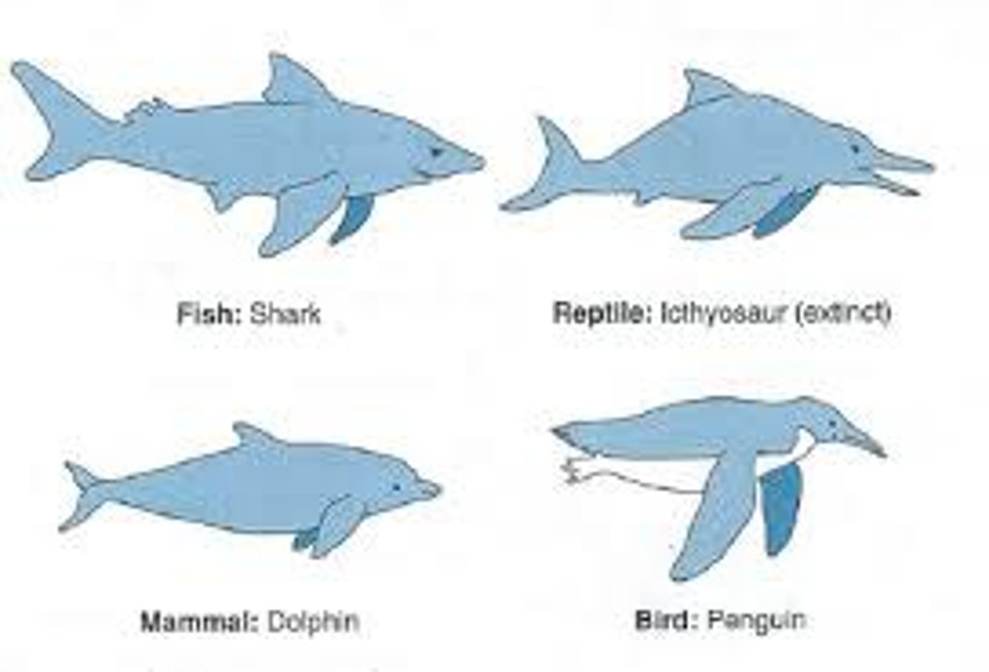 <p>Process by which unrelated organisms independently evolve similarities when adapting to similar environments</p>