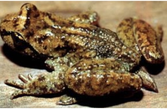 <p><em>Ascaphus Truei</em><br>→ identifying trait in photo: tail at the back of body, speckled on upper body</p><p>→ vertical pupils <br><br><br>→ can also have, brown, grey or pinkish skin <br>→ during the larval stage the mouth has suction parts<br>→ pinkish belly&nbsp;</p>