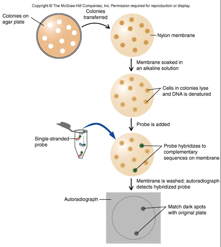 <ul><li><p>detects specific DNA sequences in colonies grown on agar plates</p></li><li><p>colonies are transferred on nylon membrane</p></li><li><p>used to determine which cells contain gene of interest</p></li></ul>