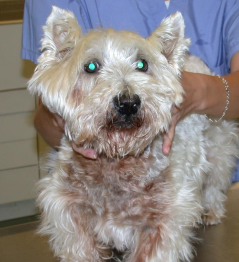 <p><span>Superficial Necrolytic Dermatitis</span></p>