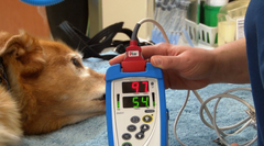 <p>Pulse oximeter</p>