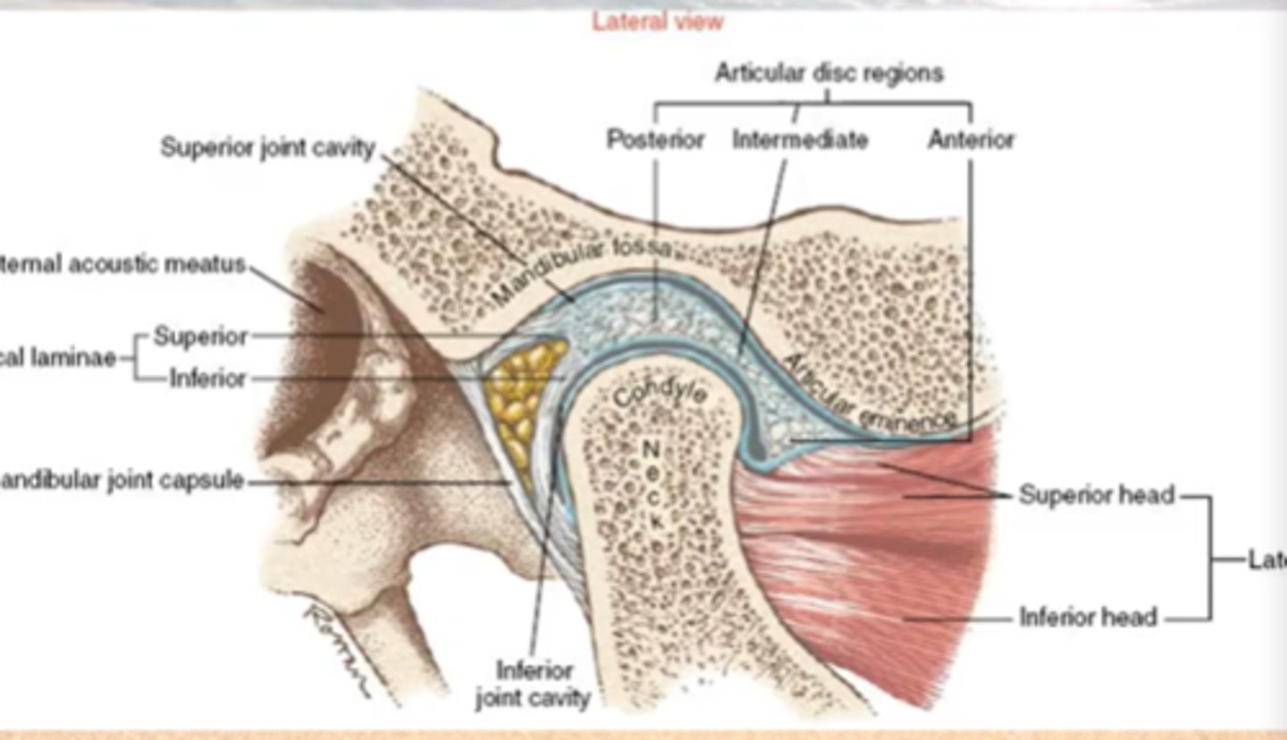 <p>Gliding Joint </p><p>- superior disc surface </p><p>+ </p><p>- articular eminence </p>