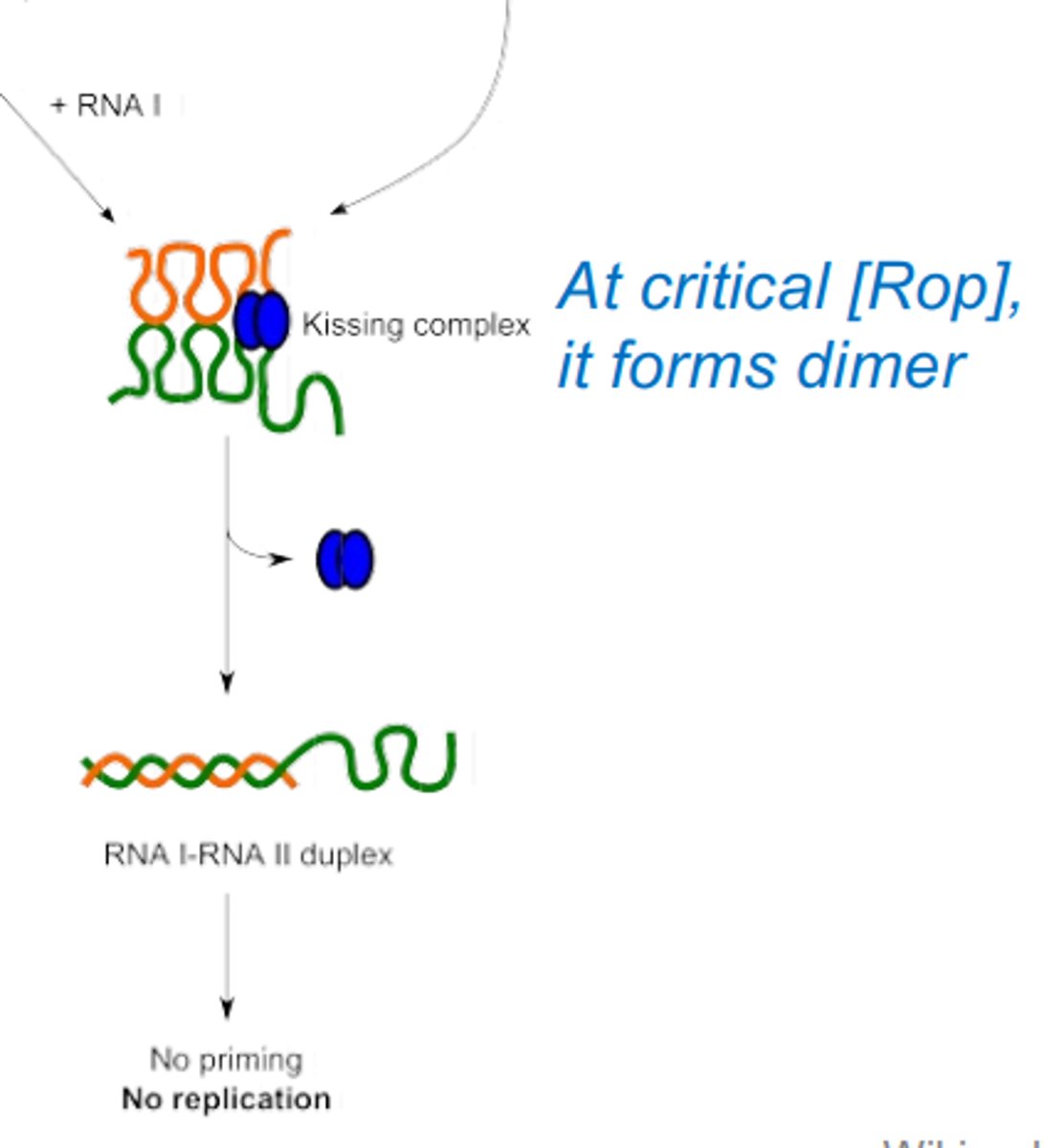<p>At a critical concentration rop protein provides anti-sense regulation. Forms a kissing complex between RNA I and RNA II, by creating a dimer. This is an RNA duplex.</p>