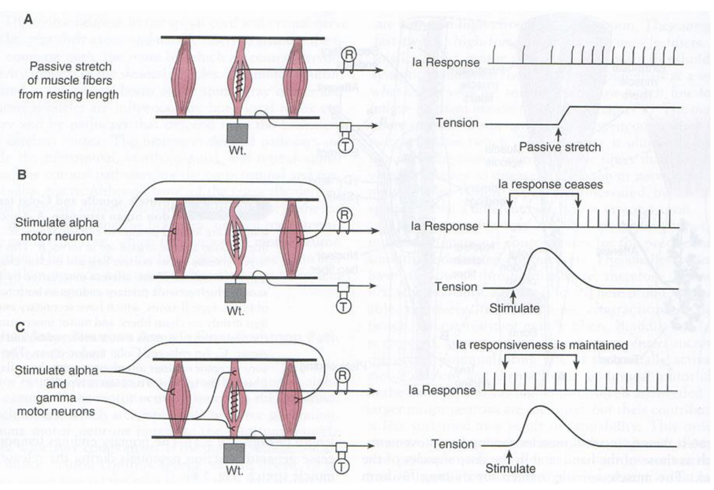 <p>la response ceases and is maintained if both.</p>