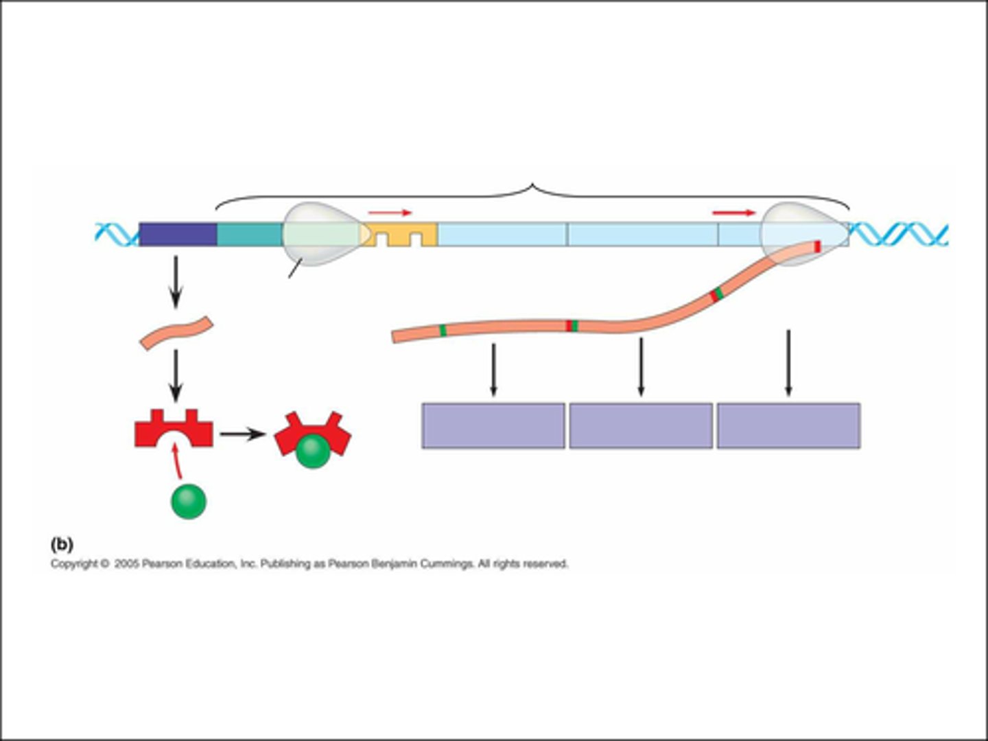 <p>1. mRNA is transcribed by the regulatory gene</p><p>2. the repressor protein is translated from the mRNA strand</p><p>3. lactose binds to the repressor protein &amp; changes its shape</p><p>4. this stops it binding to the operator region</p><p>5. so RNA polymerase binds to the promoter region</p><p>6. the structural genes Z &amp; Y are transcribed into mRNA</p><p>7. the mRNA is translated into lactose permease &amp; B-galactosidase</p>