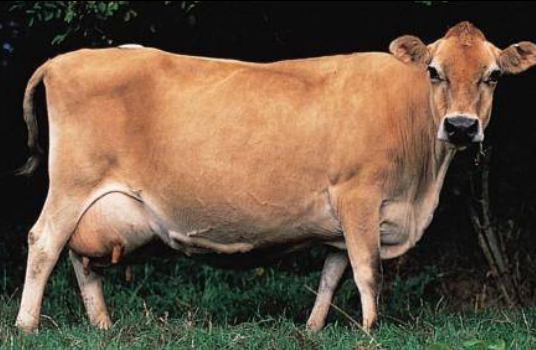 <p>Jersey</p><p></p><p><strong>Origin</strong>: Isle of Jersey</p><p><strong>Color</strong>: Cream to Fawn Black Muzzle</p><p><strong>Size</strong>: Smallest Dairy Breed</p><p><strong>Milk Volume Produced</strong>: 5th among dairy breeds (>16,000 lbs per lactation)</p><p><strong>Milk Fat:</strong> 1st among dairy breeds (>5%)</p>