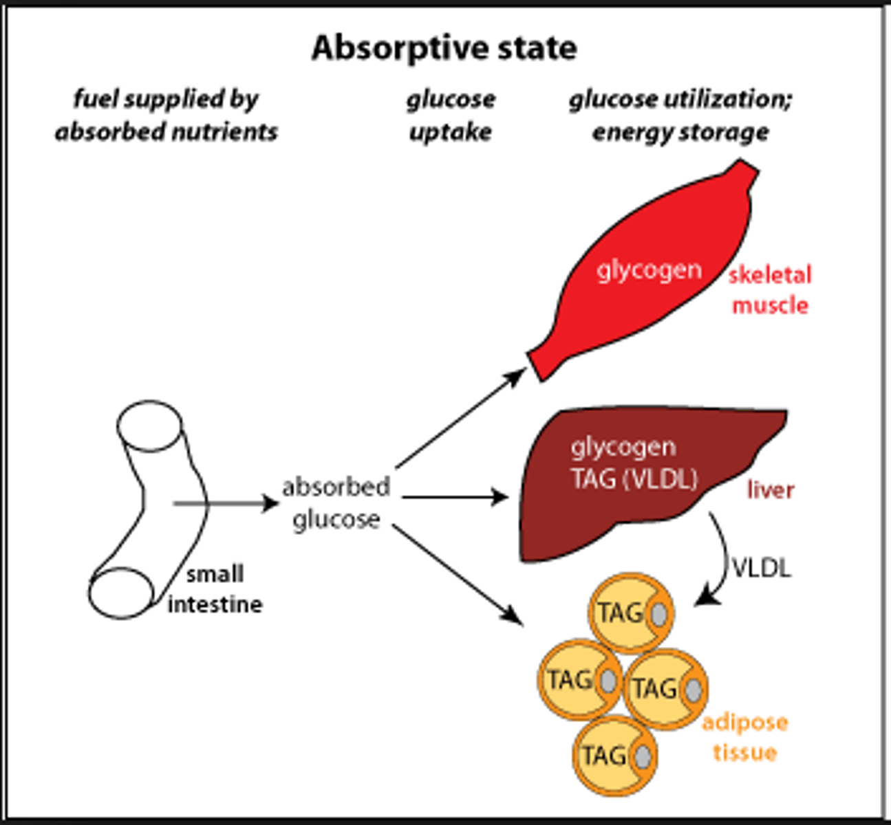 <p>(B) I and II only</p><p>The Absorptive State can also be called the Well-Fed State and the Postprandial State.</p>