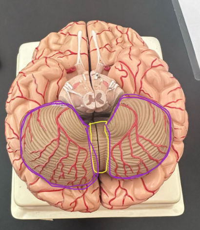 <p>What is the yellow circle indicating on the human brain?</p>
