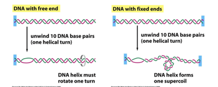 <p>A free end by rotation of the entire molecule </p><p>most DNA molecules do not contain a freely rotating end as DNA molecules in the cell are often associated and bound to various matrix or scaffold proteins</p><p>As a result DNA supercoiling is a common phenomenon</p>