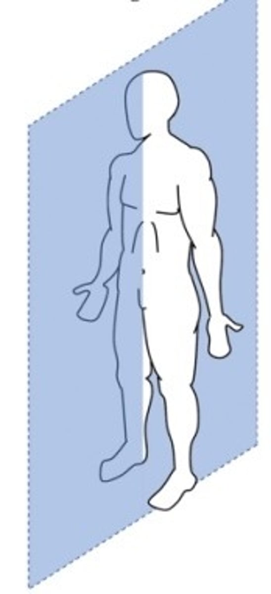 <p>Sagittal plane vertical longitudinal view</p>