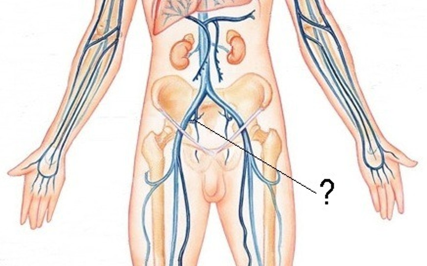 <p>Identify</p>