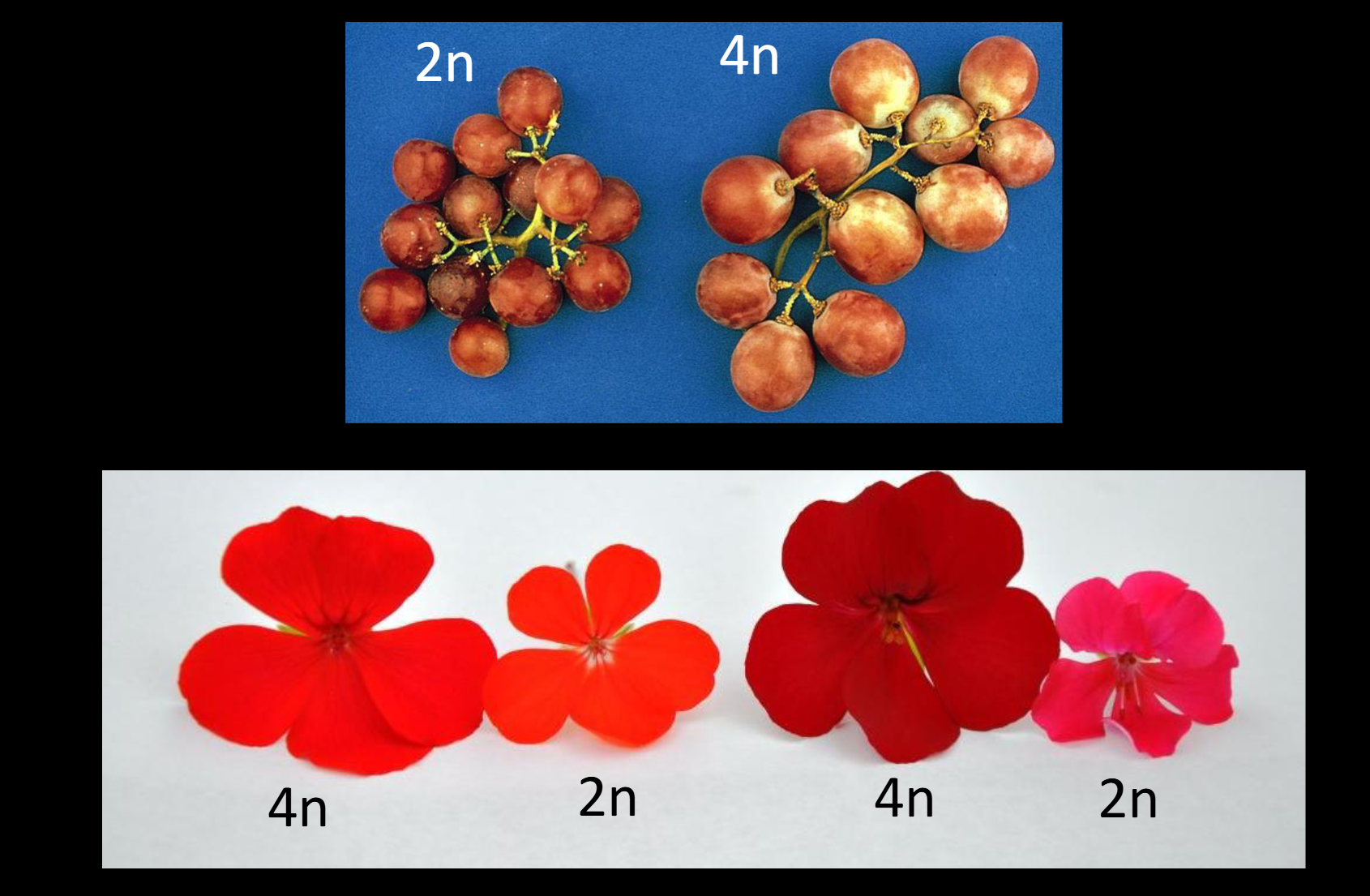 <p><span>Although autotetraploids are reproductively isolated from<br>diploid progenitors, they can be difficult to tell apart. They have a tendency to produce larger fruits and flowers than their diploid relatives.</span></p>