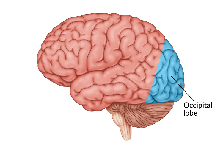 <p>The part of the brain located at the back, behind the parietal and temporal lobes.</p>