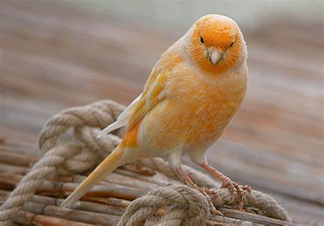 <p>der Kanarienvogel, ö</p>