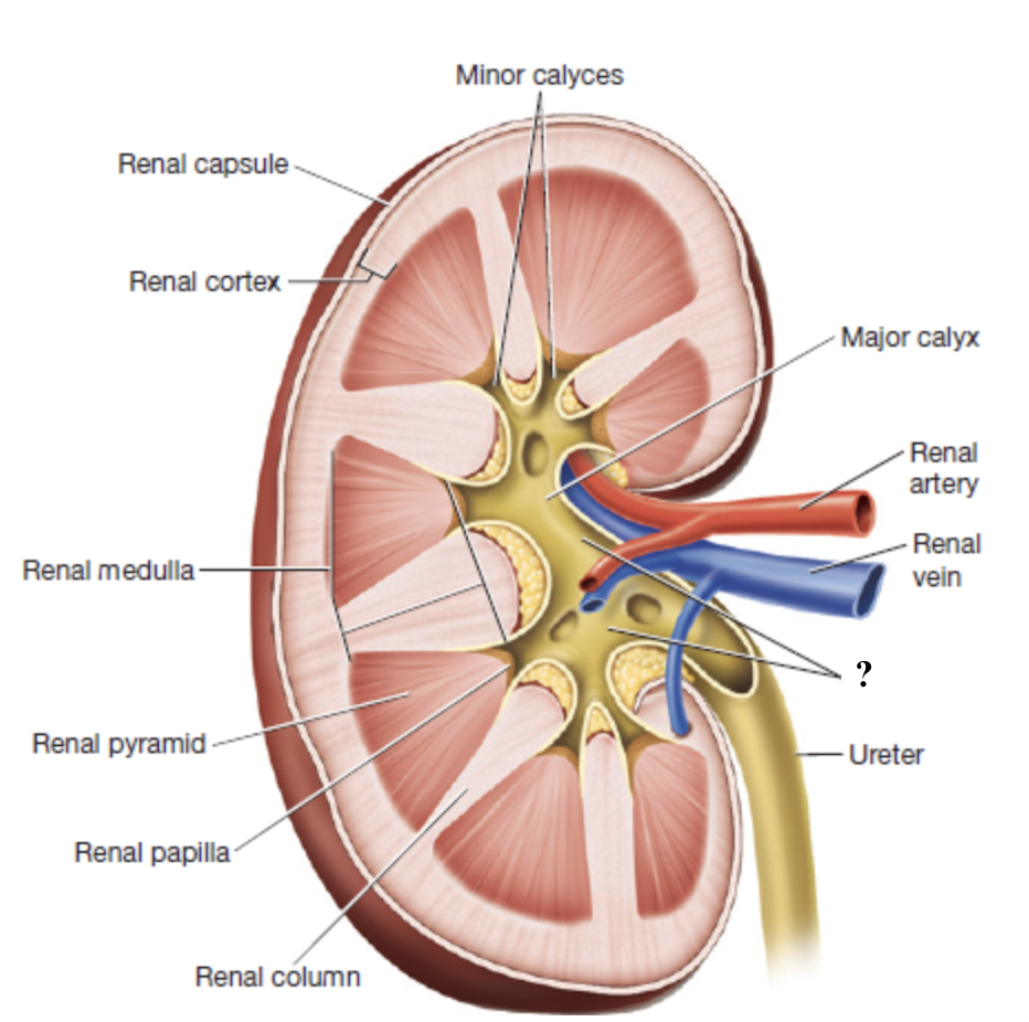 <p>innermost region of the kidneys </p><ul><li><p>acts as a basin for urine collection</p></li><li><p>major calyces drain here </p></li><li><p>exits through the renal hilum to form the ureter </p></li></ul><p></p>